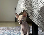 Кошки в Мытищах: Котенок Корниш-Рекс  Мальчик, 35 000 руб. - фото 5