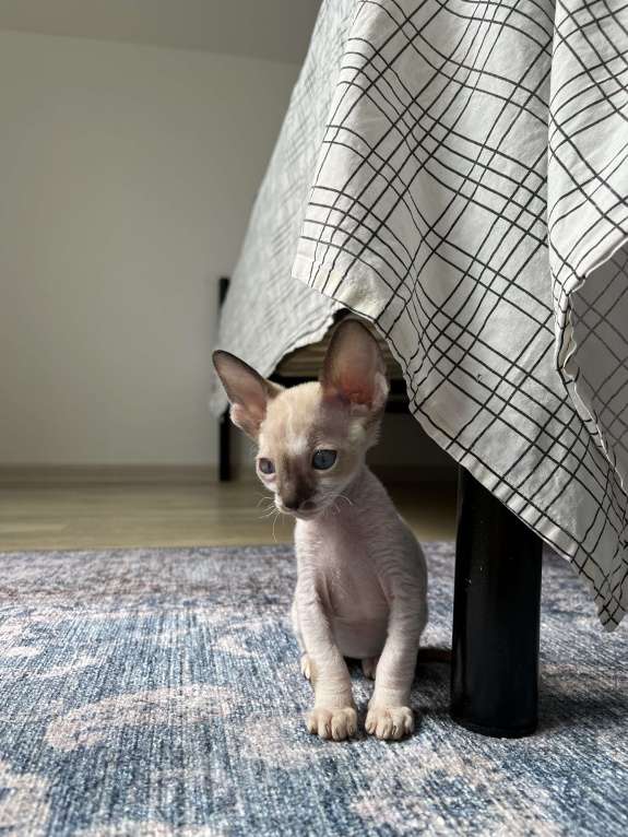 Кошки в Мытищах: Котенок Корниш-Рекс  Мальчик, 35 000 руб. - фото 5