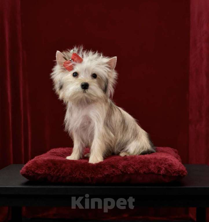 Собаки в Москве: Голддаст йорк мини девочка золотая Девочка, 80 000 руб. - фото 8