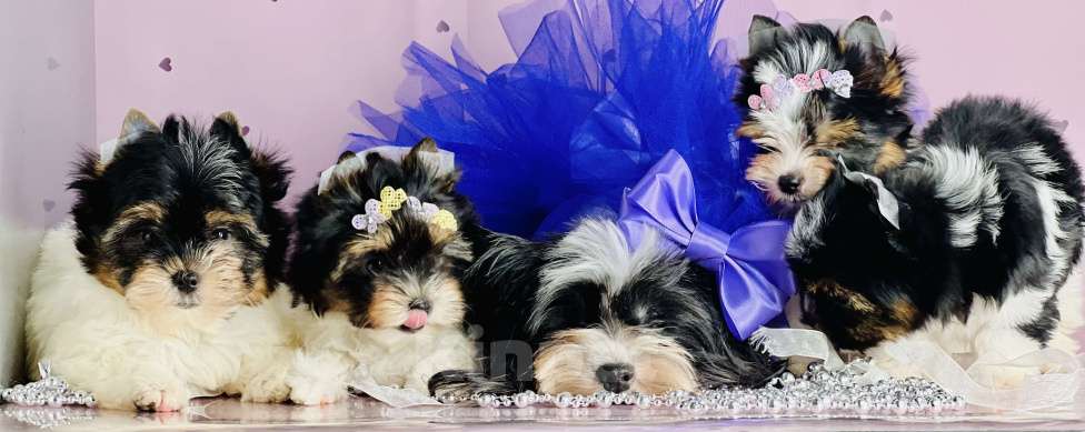 Собаки в Котельнике: Бивер терьер и Бивер блю Даймонд  Мальчик, 50 000 руб. - фото 10