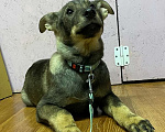 Собаки в Клине: Фрэдди Мальчик, Бесплатно - фото 4