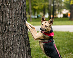 Собаки в Москве: Собака в добрые руки. Собака ищет дом. Девочка, Бесплатно - фото 4