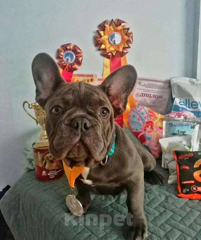Собаки в Ковровом: Мальчик французского бульдога, со всеми документами  Мальчик, 85 000 руб. - фото 9