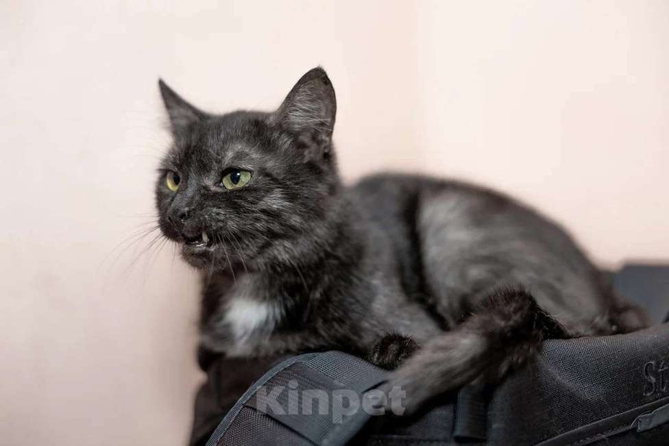 Кошки в Калуге: Кошка - кенгурёшка Фенечка ищет добрые руки. Девочка, Бесплатно - фото 4