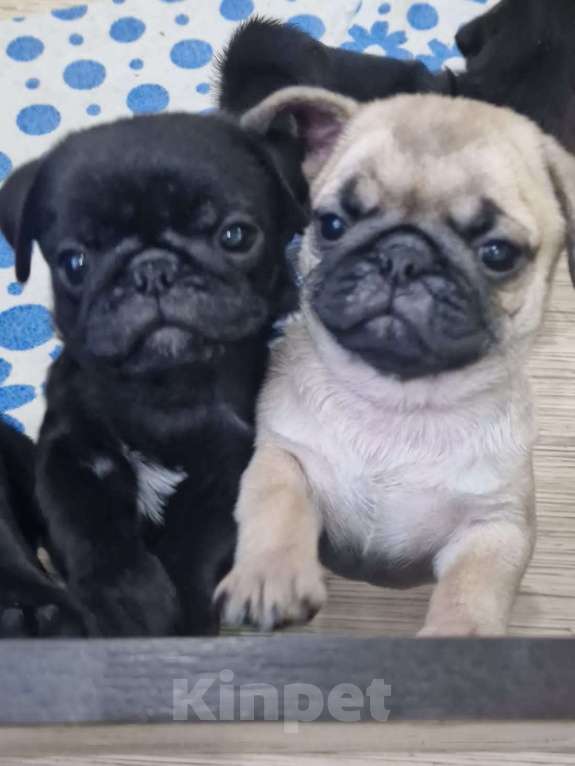 Собаки в Чите: Очаровательные щенки мопса Девочка, 45 000 руб. - фото 8