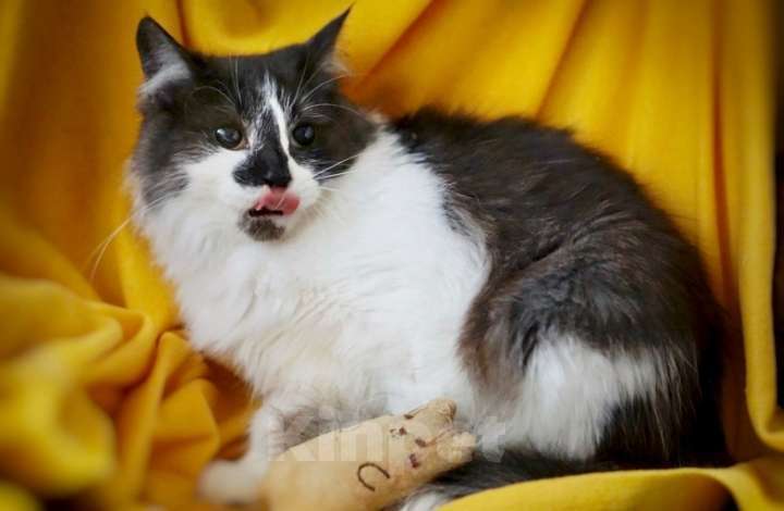 Кошки в Москве: Пушистая кошка Сашенька в добрые руки Девочка, 1 руб. - фото 5