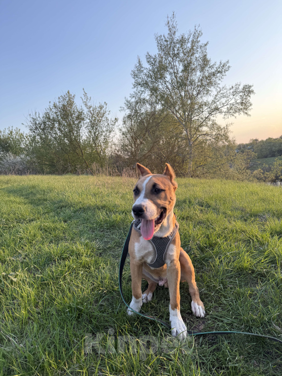 Собаки в Москве: В добрые руки  Мальчик, Бесплатно - фото 4