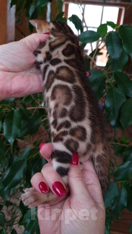 Кошки в Москве: Бенгальский мальчик Мальчик, 80 000 руб. - фото 1