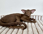 Кошки в Санкт-Петербурге: Шоколадная кошечка Девочка, Бесплатно - фото 7