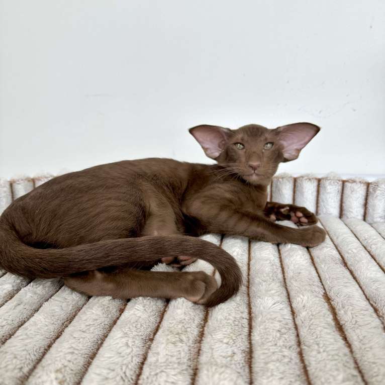 Кошки в Санкт-Петербурге: Шоколадная кошечка Девочка, Бесплатно - фото 7