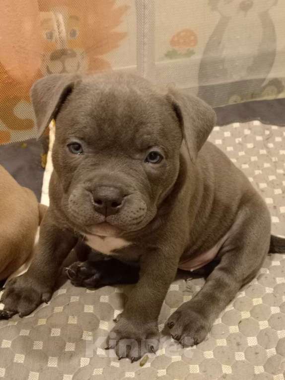 Собаки в Санкт-Петербурге: Американский булли, щенок Девочка, 95 000 руб. - фото 4