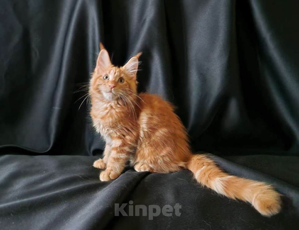 Кошки в Москве: Пресненские котята породы мейн-кун. Алиса Девочка, 30 000 руб. - фото 6