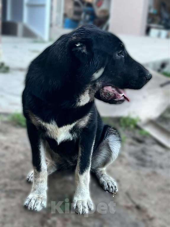 Собаки в Москве: Девочка среднеазиатской овчарки  Девочка, 60 000 руб. - фото 3