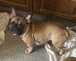 Собаки в Санкт-Петербурге: Очаровательная девочка французского бульдога Девочка, 40 000 руб. - фото 6