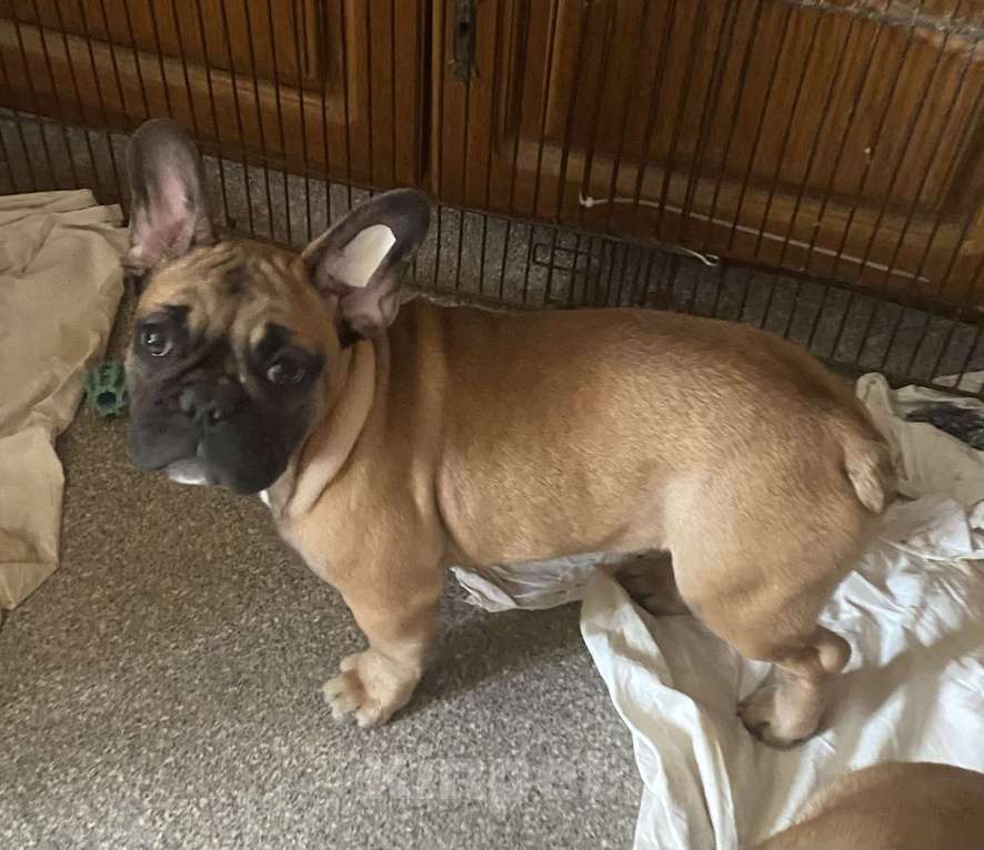 Собаки в Санкт-Петербурге: Очаровательная девочка французского бульдога Девочка, 40 000 руб. - фото 6