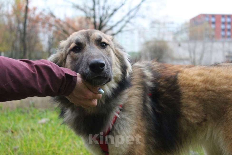 Собаки в Москве: Баста Девочка, Бесплатно - фото 4