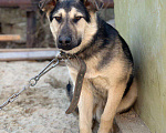 Собаки в Сургуте: Улли ищет дом, Бесплатно - фото 2