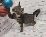 Кошки в Рязани: Котятки, Бесплатно - фото 6