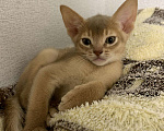 Кошки в Зубцове: Абиссинские котята, 15 000 руб. - фото 4