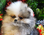 Собаки в Бийске: Щенки померанского щенка Мальчик, 50 000 руб. - фото 6