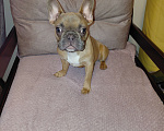 Собаки в Воронеже: Щенок французкого бульдога Мальчик, 20 000 руб. - фото 1