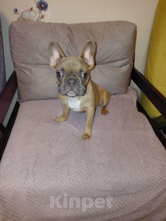 Собаки в Воронеже: Щенок французкого бульдога Мальчик, 20 000 руб. - фото 1