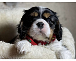 Собаки в Саратове: Кавалер Кинг Чарльз Спаниель Мальчик Мальчик, Бесплатно - фото 1