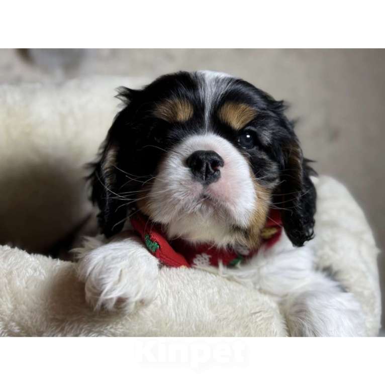 Собаки в Саратове: Кавалер Кинг Чарльз Спаниель Мальчик Мальчик, Бесплатно - фото 1