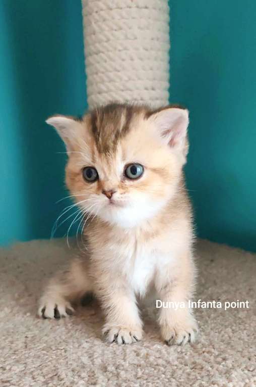 Кошки в Москве: Породистые золотые шотландцы Разнополые, 25 000 руб. - фото 7