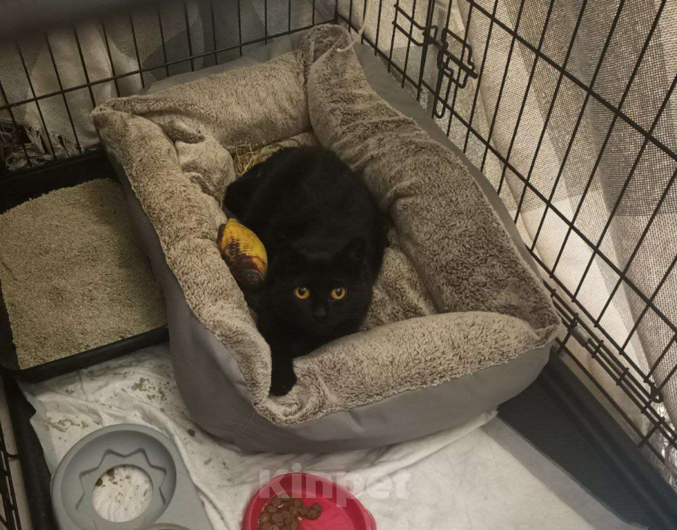 Кошки в Москве: Черной малышке Флоре некуда идти Девочка, Бесплатно - фото 3