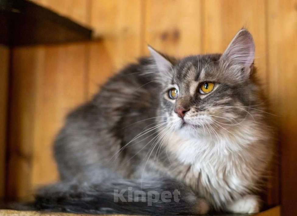 Кошки в Москве: Кошечка Сьюзи ищет любящую семью. Девочка, Бесплатно - фото 3