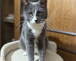 Кошки в Обнинске: Котик ищет дом  Мальчик, Бесплатно - фото 2