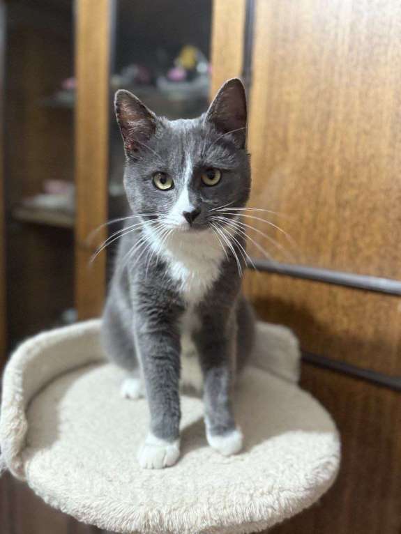 Кошки в Обнинске: Котик ищет дом  Мальчик, Бесплатно - фото 2