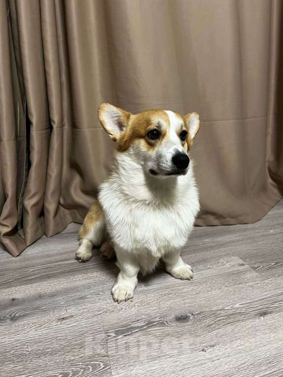 Собаки в Краснодаре: Вельш корги пемброк, кобель шоу класса Мальчик, 35 000 руб. - фото 2
