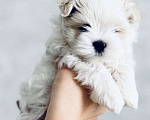 Собаки в Новосибирске: Мальтийская болонка Мальчик, Бесплатно - фото 2