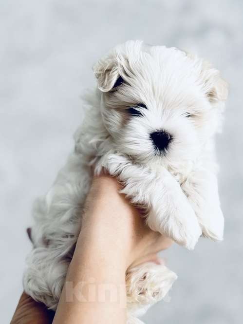 Собаки в Новосибирске: Мальтийская болонка Мальчик, Бесплатно - фото 2