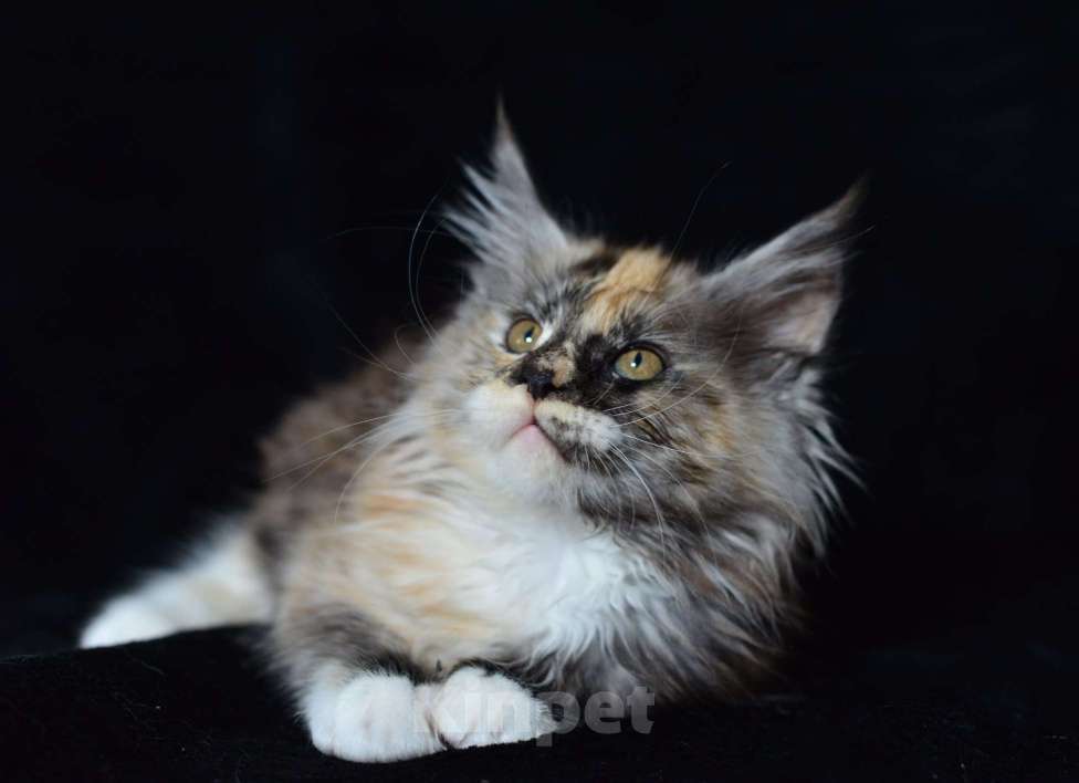 Кошки в Котельнике: Мейн-кун котёнок Девочка, 27 000 руб. - фото 1