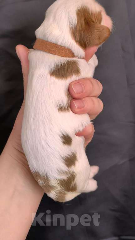 Собаки в Москве: Мальчик кавалер Кинг Чарльз Спаниель Мальчик, 90 000 руб. - фото 5