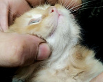 Кошки в Бронницах: Британские гибриды от крысыловоа 1/2 британец, 1/8 мейн кун Мальчик, 10 руб. - фото 2