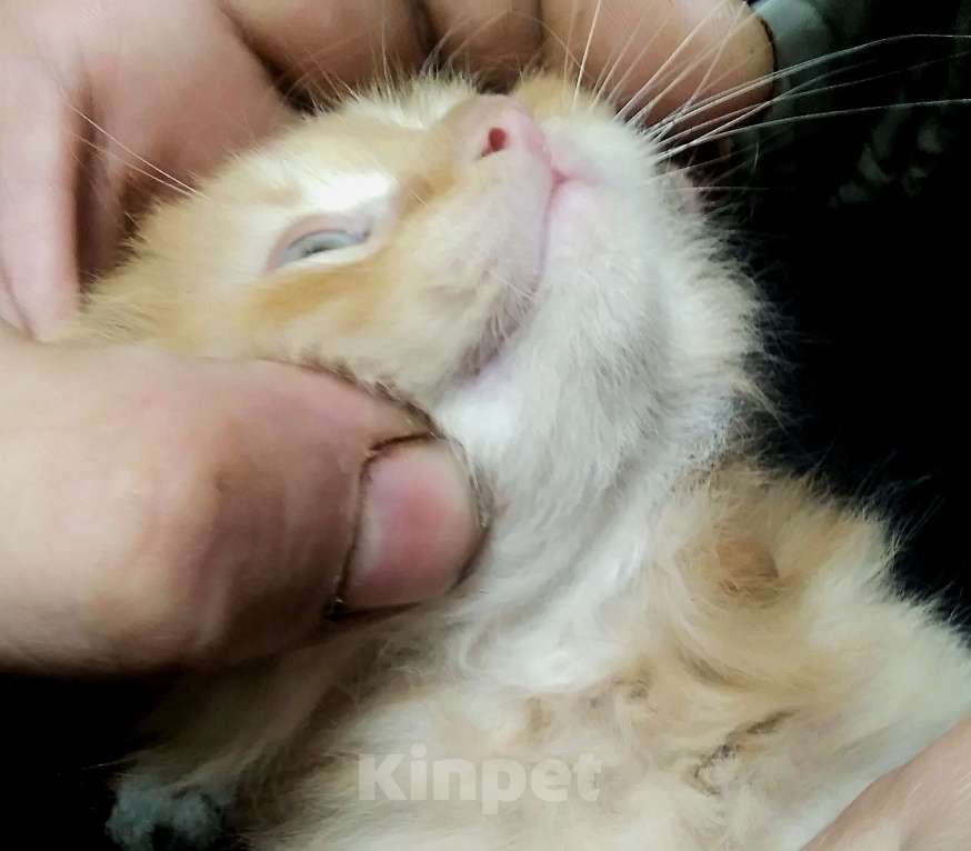 Кошки в Бронницах: Британские гибриды от крысыловоа 1/2 британец, 1/8 мейн кун Мальчик, 10 руб. - фото 2