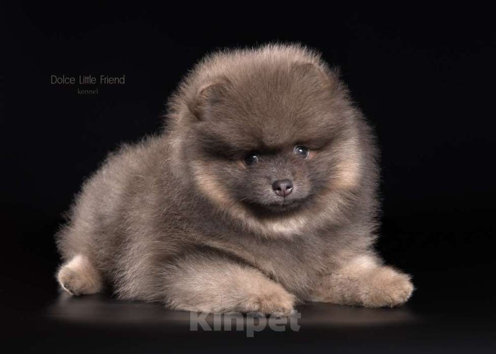 Собаки в Нижнем Новгороде:  Померанец -голубой соболь Мальчик, Бесплатно - фото 3