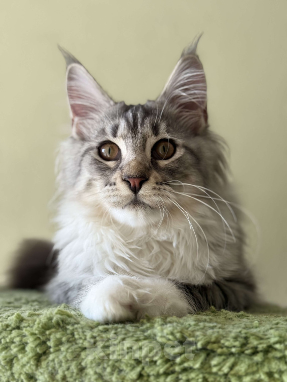 Кошки в Санкт-Петербурге: КЕНТУКИ Девочка, 35 000 руб. - фото 2