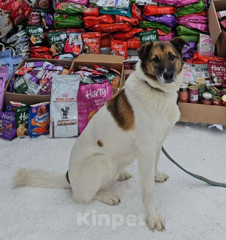 Собаки в Долгопрудном: Амурчику нужен тёплвый Дом и любящий хозяев Мальчик, Бесплатно - фото 9