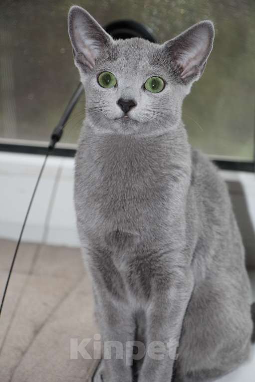 Кошки в Калининграде: Чистокровная Русская голубая девочка с еврородословной Девочка, 60 000 руб. - фото 1