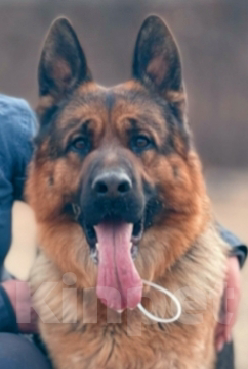 Собаки в Артеме: Озорной мальчик немецкой овчарки  Мальчик, 80 000 руб. - фото 1