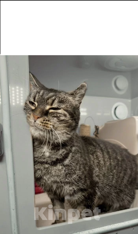 Кошки в Санкт-Петербурге: Кошечка ищет Своего Человека Девочка, Бесплатно - фото 3