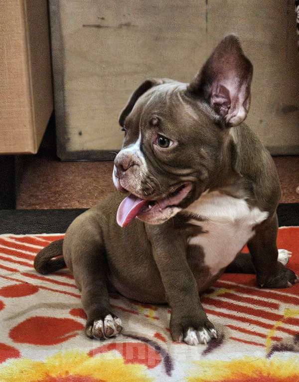 Собаки в Новосибирске: Шоколаднач булочка Девочка, Бесплатно - фото 3