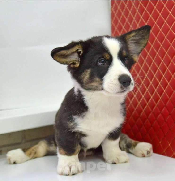 Собаки в Москве: Мэни вельш-корги-кардиган  Мальчик, 50 000 руб. - фото 3