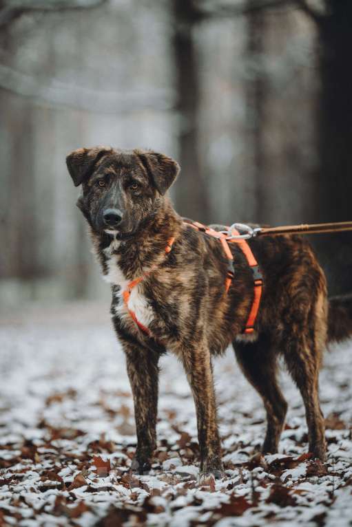 Собаки в Москве: Роскошный Элвин ищет дом! Мальчик, Бесплатно - фото 3