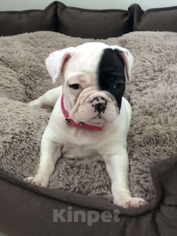 Собаки в Челябинске: Французята 2 месяца Девочка, 35 000 руб. - фото 6